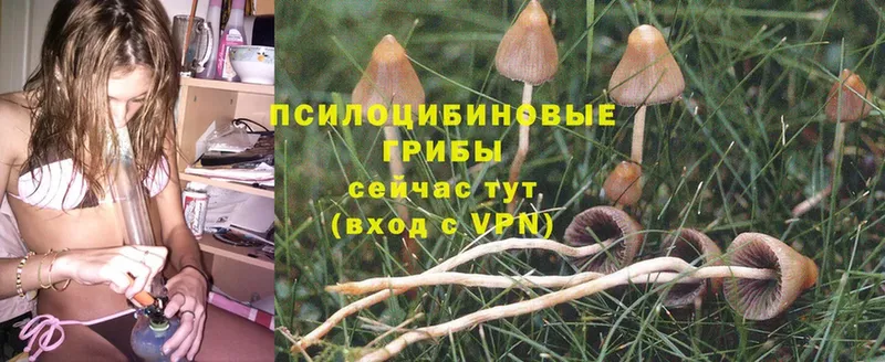 Галлюциногенные грибы Psilocybine cubensis  где найти   Киселёвск 